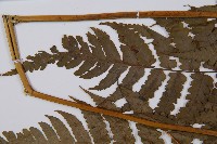 薄蓋短腸蕨藏品圖，第5張