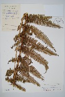 中華裡白藏品圖，第1張