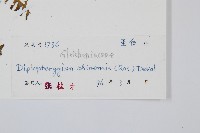 中華裡白藏品圖，第2張