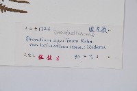 蕨藏品圖，第2張