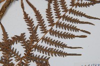 蕨藏品圖，第3張