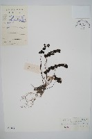 廣西長筒蕨藏品圖，第1張