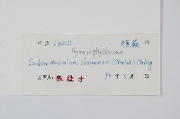 廣西長筒蕨藏品圖，第2張