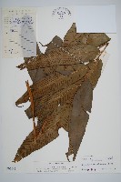 隱脈細柄雙蓋蕨藏品圖，第1張