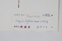 掌葉線蕨藏品圖，第2張