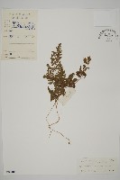 斷線蕨藏品圖，第1張