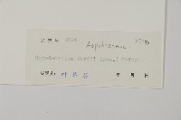 斷線蕨藏品圖，第2張