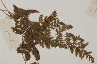 斷線蕨藏品圖，第3張