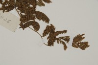 斷線蕨藏品圖，第4張