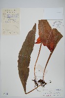 斷線蕨藏品圖，第5張