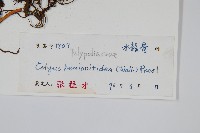 斷線蕨藏品圖，第6張