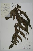 蛇脈三叉蕨藏品圖，第1張