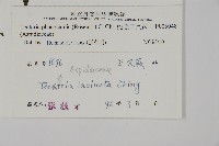 蛇脈三叉蕨藏品圖，第2張