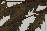 蛇脈三叉蕨藏品圖，第3張