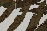 蛇脈三叉蕨藏品圖，第4張