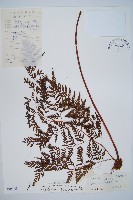 大葉骨碎補、台灣骨碎補、骨碎補藏品圖，第1張