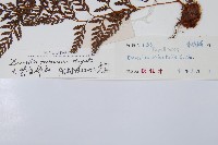 大葉骨碎補、台灣骨碎補、骨碎補藏品圖，第2張