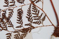 大葉骨碎補、台灣骨碎補、骨碎補藏品圖，第3張