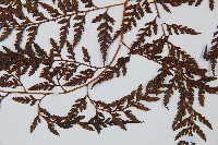 大葉骨碎補、台灣骨碎補、骨碎補藏品圖，第4張