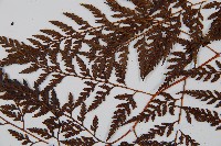 大葉骨碎補、台灣骨碎補、骨碎補藏品圖，第5張