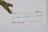 密毛毛蕨藏品圖，第2張
