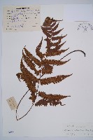 江南短腸蕨藏品圖，第1張