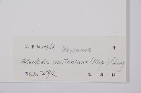 江南短腸蕨藏品圖，第3張