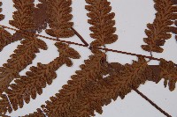 江南短腸蕨藏品圖，第4張