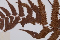 江南短腸蕨藏品圖，第5張