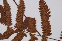 江南短腸蕨藏品圖，第6張