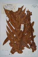 崖薑蕨藏品圖，第1張