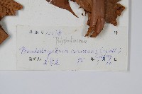 崖薑蕨藏品圖，第2張