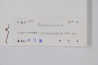 翅軸假金星蕨、短柄卵果蕨藏品圖，第2張