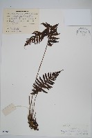 登錄號:P005059藏品圖，第1張