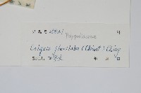 曲邊線蕨藏品圖，第2張