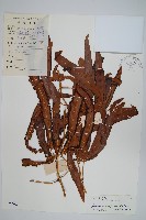 海南海金沙藏品圖，第1張