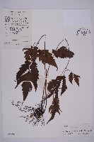 變葉三叉蕨藏品圖，第1張