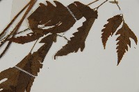 變葉三叉蕨藏品圖，第3張