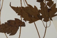 變葉三叉蕨藏品圖，第4張