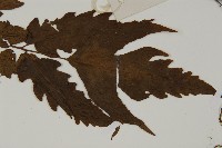 變葉三叉蕨藏品圖，第5張