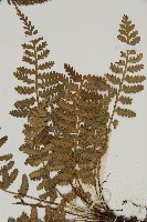 南方鐵角蕨、桂瓊鐵角蕨藏品圖，第3張