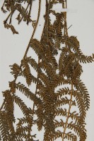 南方鐵角蕨、桂瓊鐵角蕨藏品圖，第5張