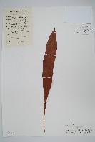 星蕨藏品圖，第1張