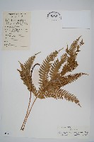 中華鳳尾蕨藏品圖，第1張