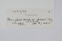 中華鳳尾蕨藏品圖，第2張