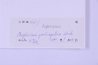 長生鐵角蕨藏品圖，第2張