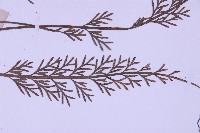 長生鐵角蕨藏品圖，第3張
