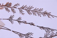 長生鐵角蕨藏品圖，第4張