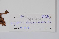 翅軸假金星蕨、短柄卵果蕨藏品圖，第2張