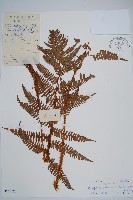 闊鱗鱗毛蕨藏品圖，第1張